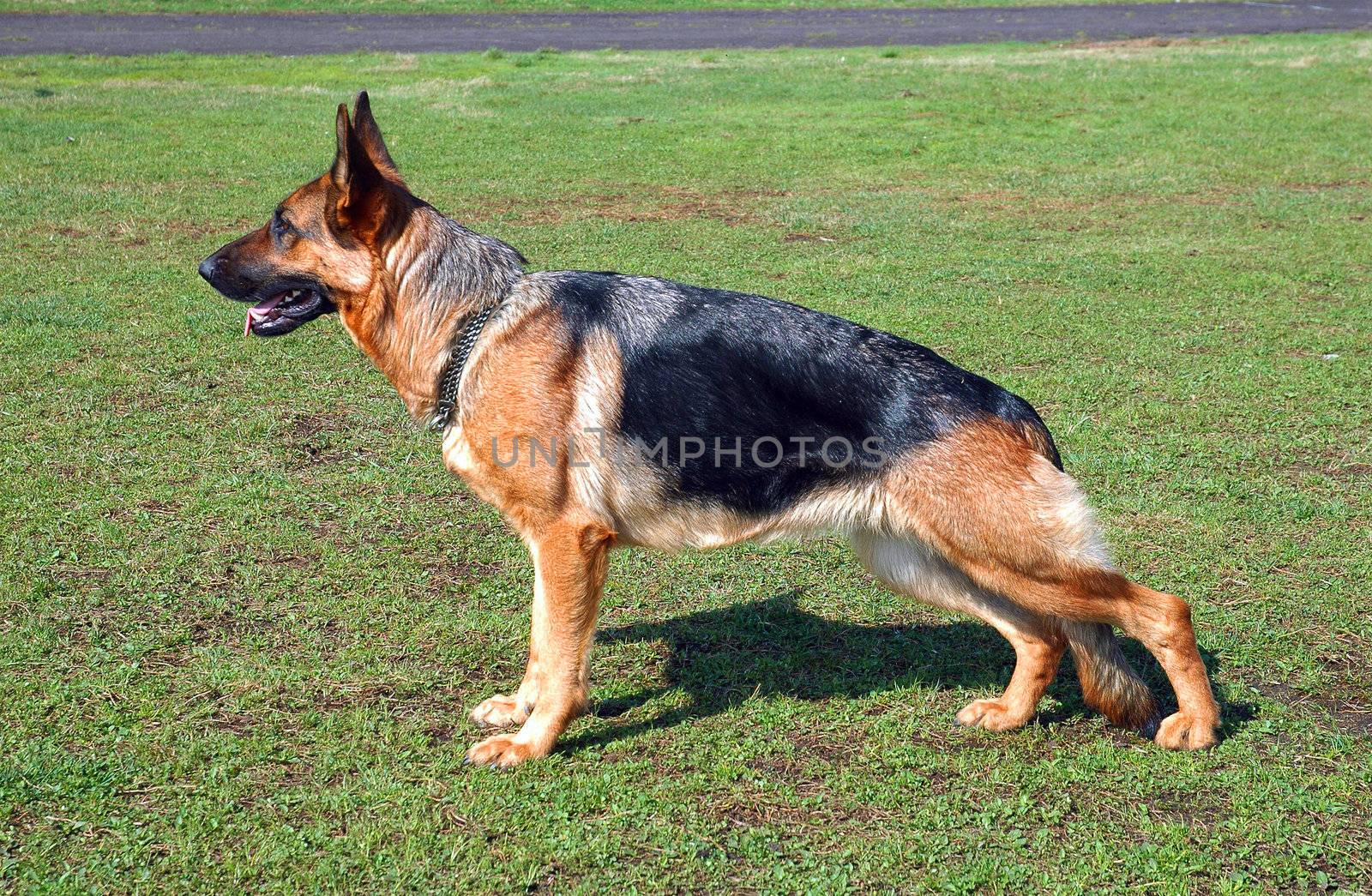 German Shepherd by OlgaDrozd