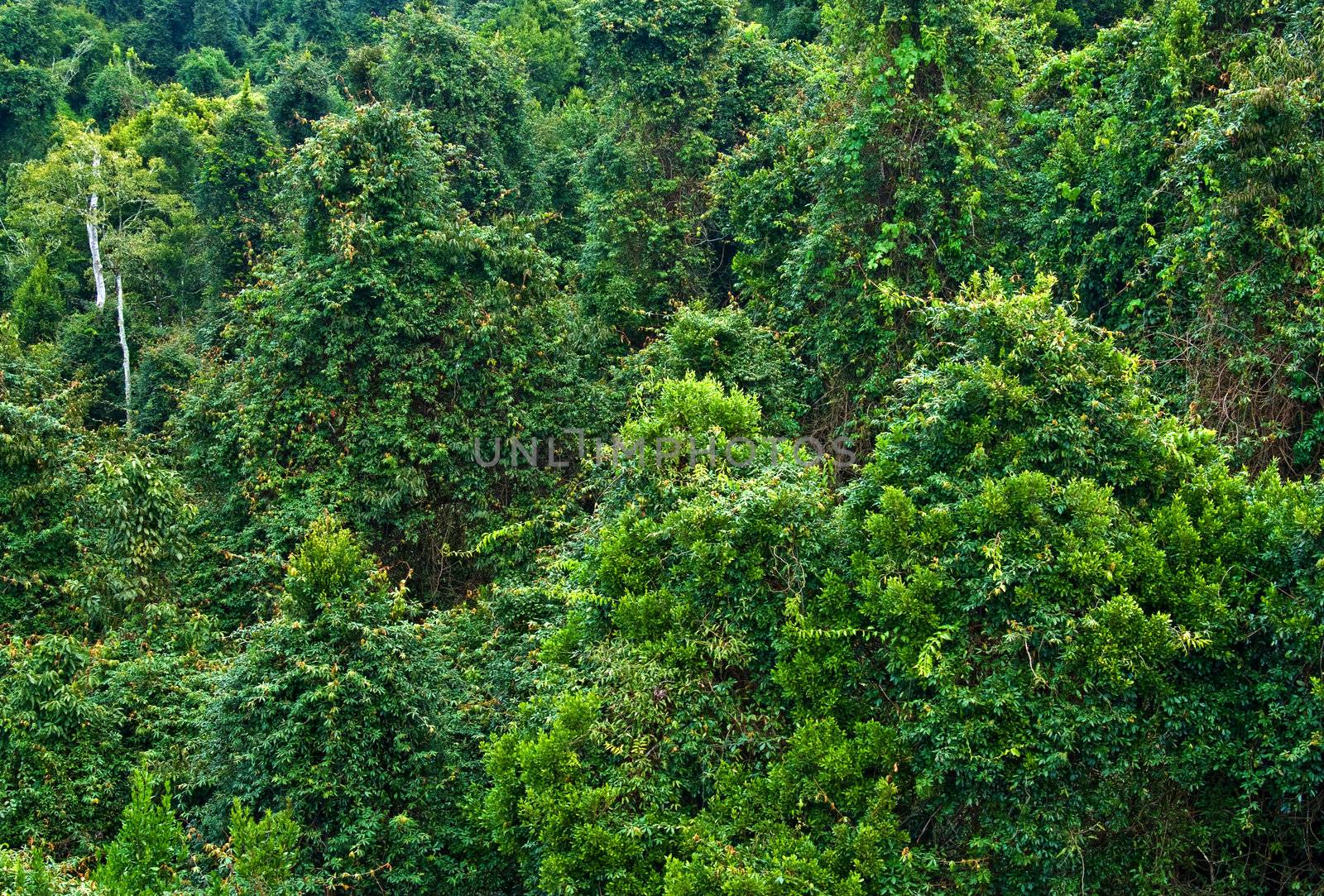 the beauty of nature in the dorrigo world heritage rainforest on a foggy day