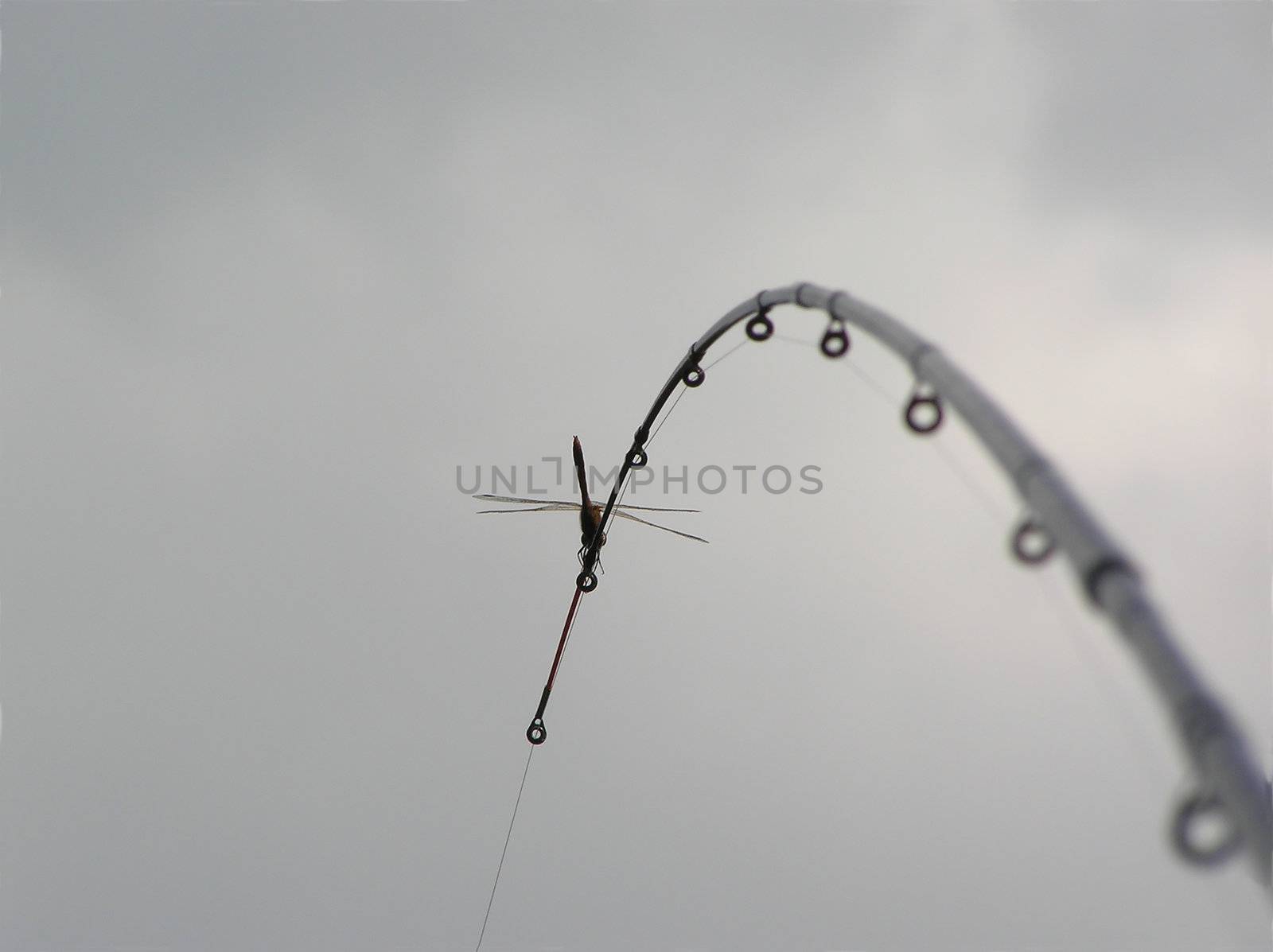 The dragonfly sitting on the incurvated fishing-rod against grey cloudy day