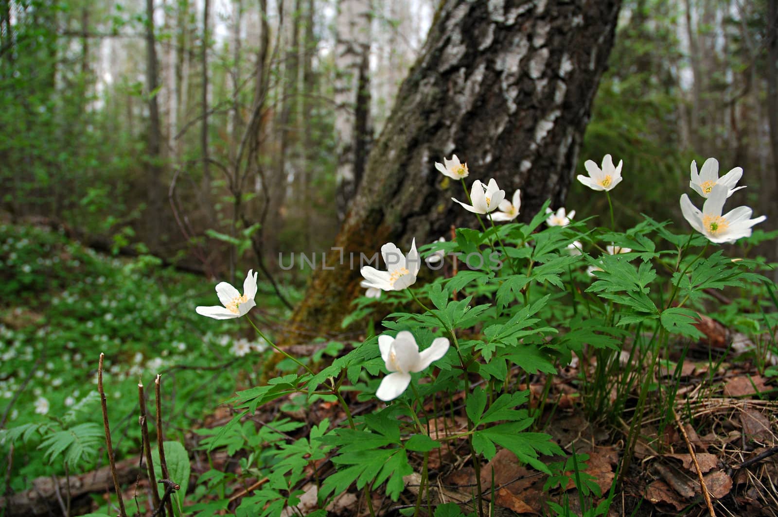 Small white flowers stand on the forest floor.