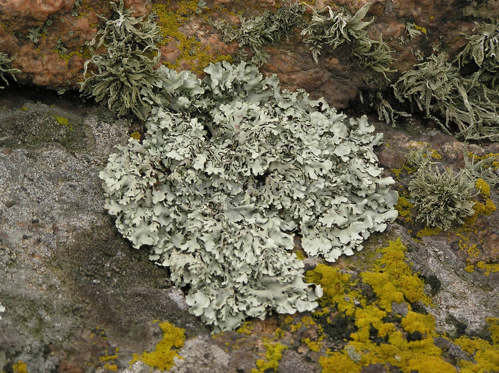 Background on which the lichen growing on a granite is represented