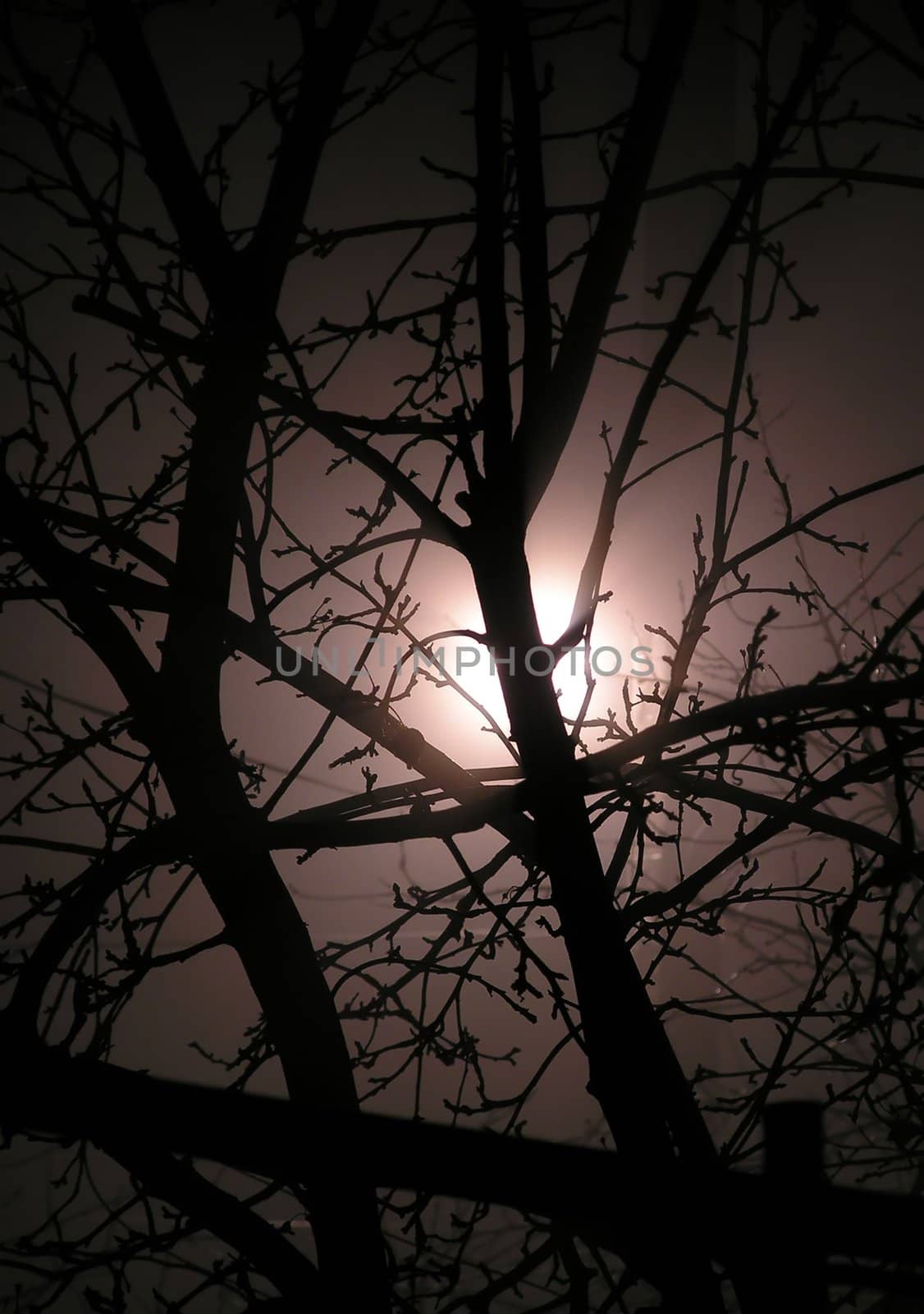 The abstract background representing branches of a tree against light of the moon in a fog