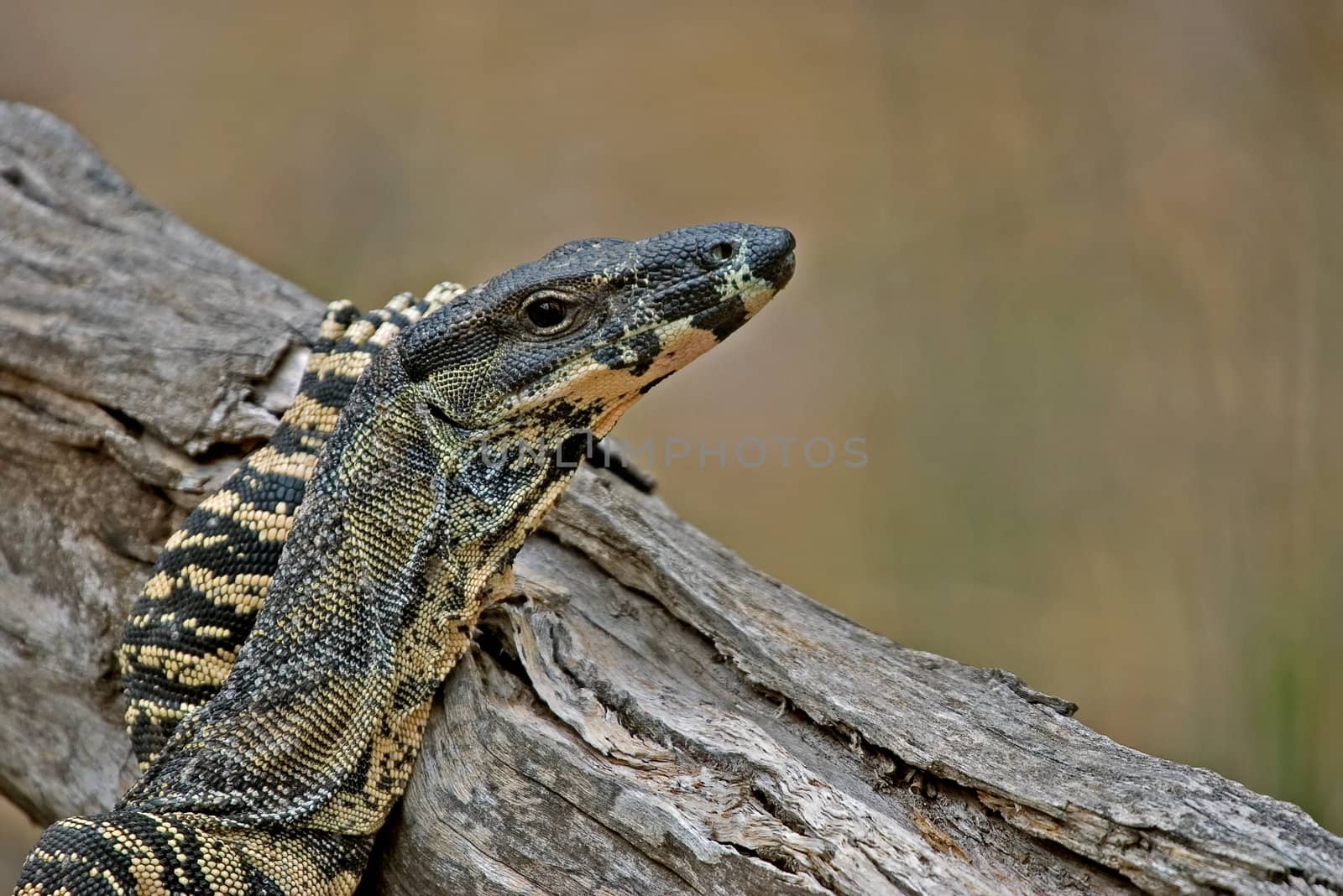 goanna (lace monitor) puts its arm up and rests nonchalantly on a log without a care in the world