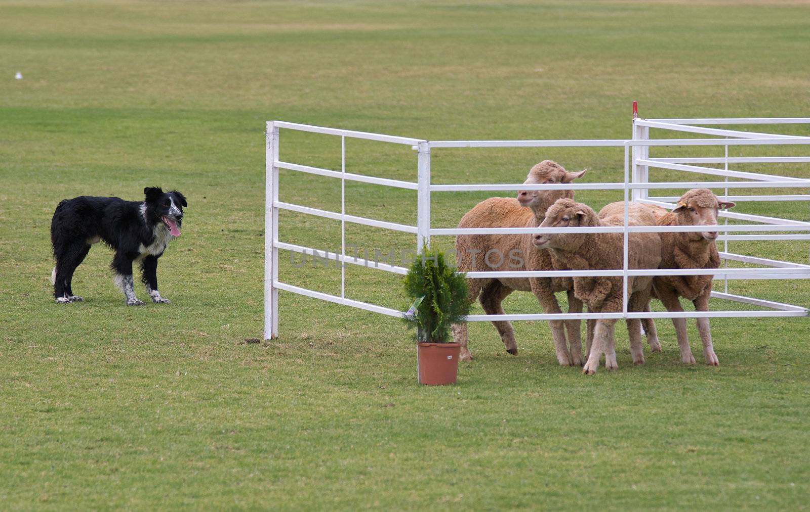 a working sheep dog (border collie) rounding up sheep at a sheepdog trial