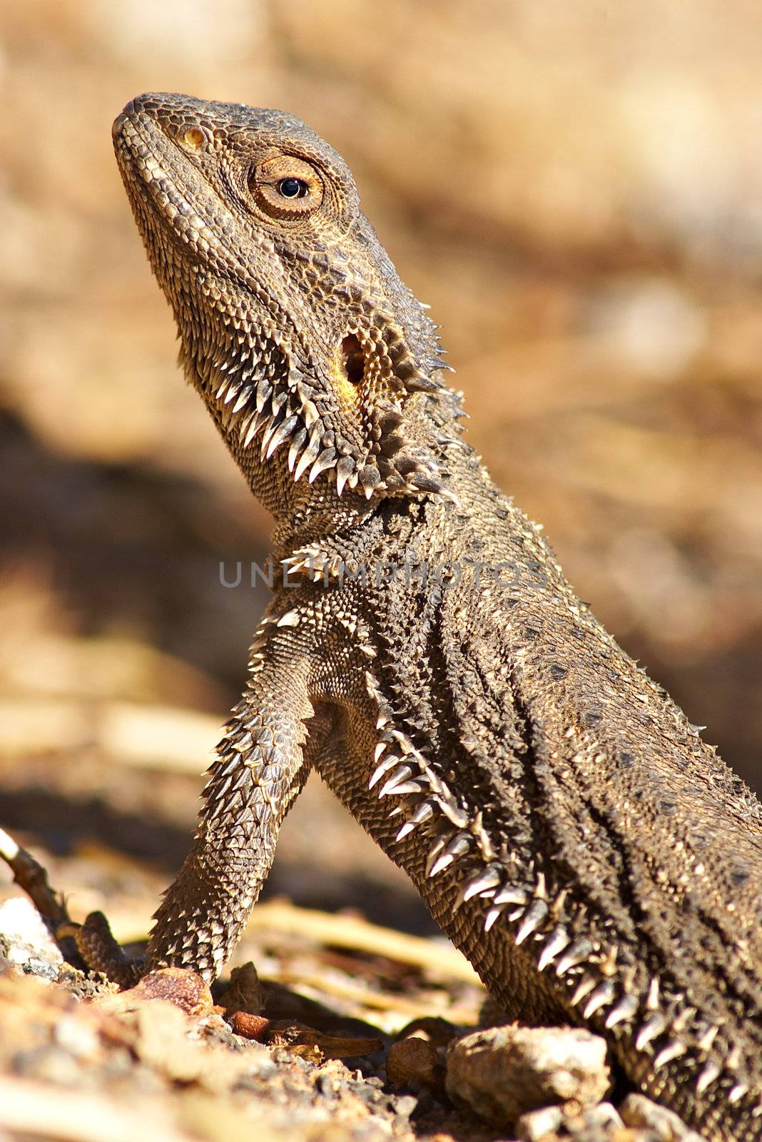 a central bearded dragon getting warm in the sun
