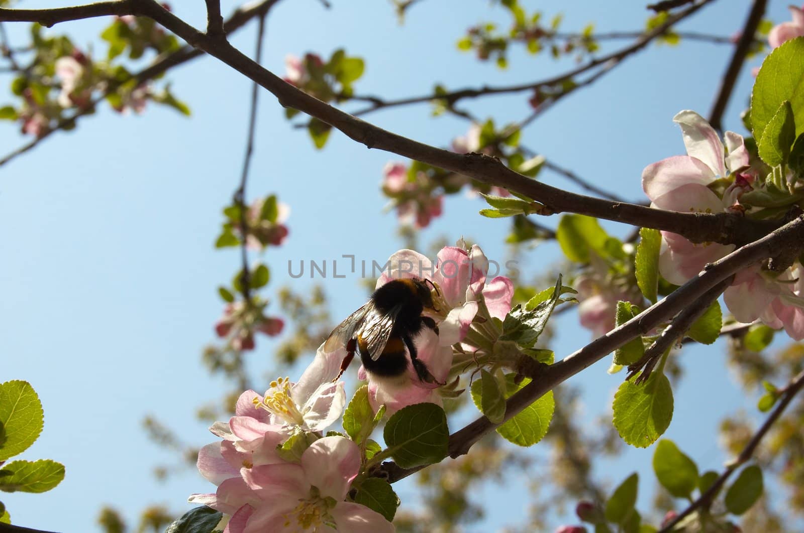Bumblebee seeting on apple tree flower in early sumer.