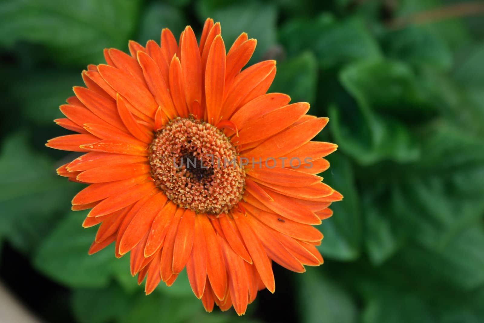 Close-up of a orange daisy.