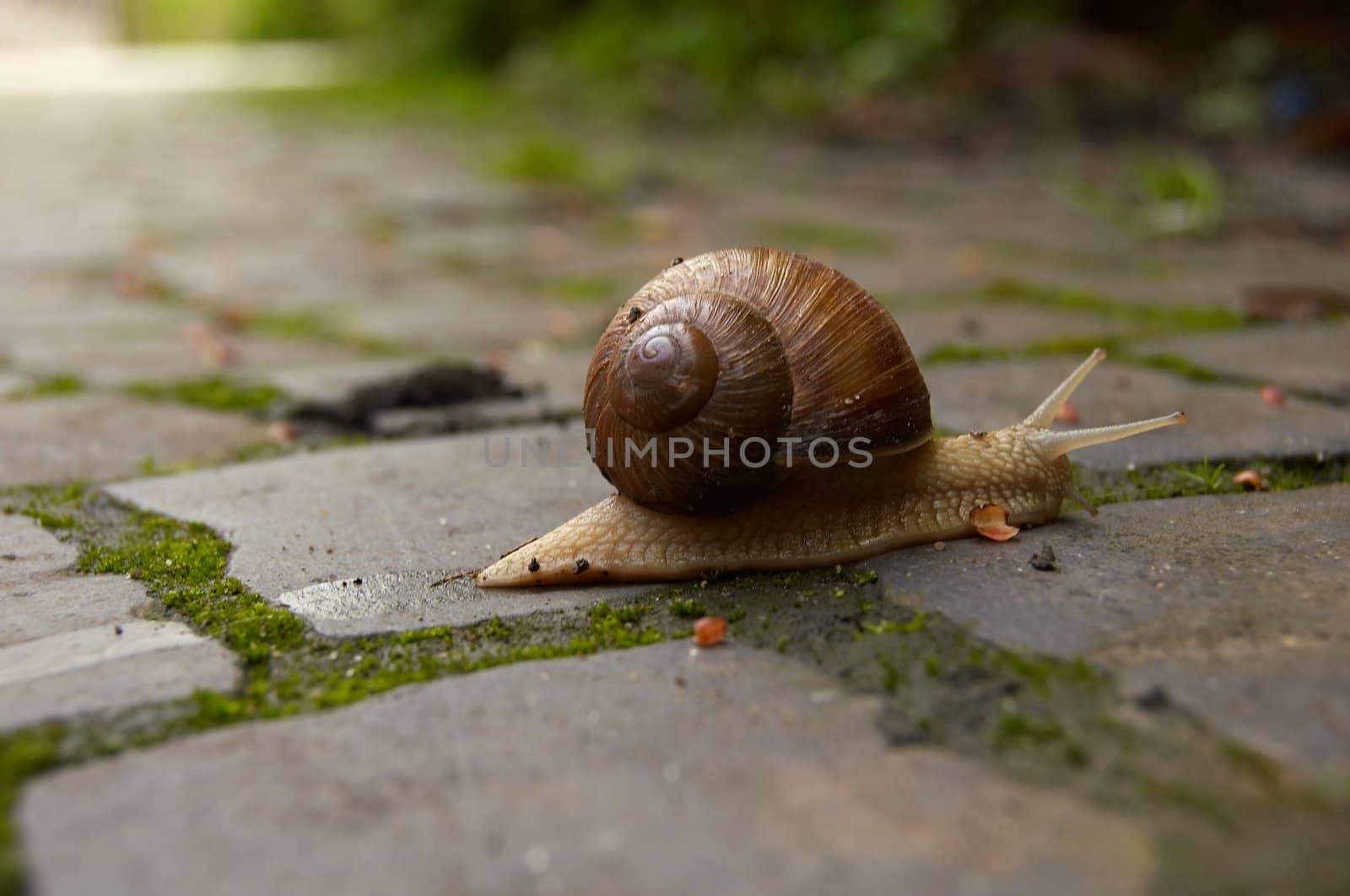 Snail by Telal