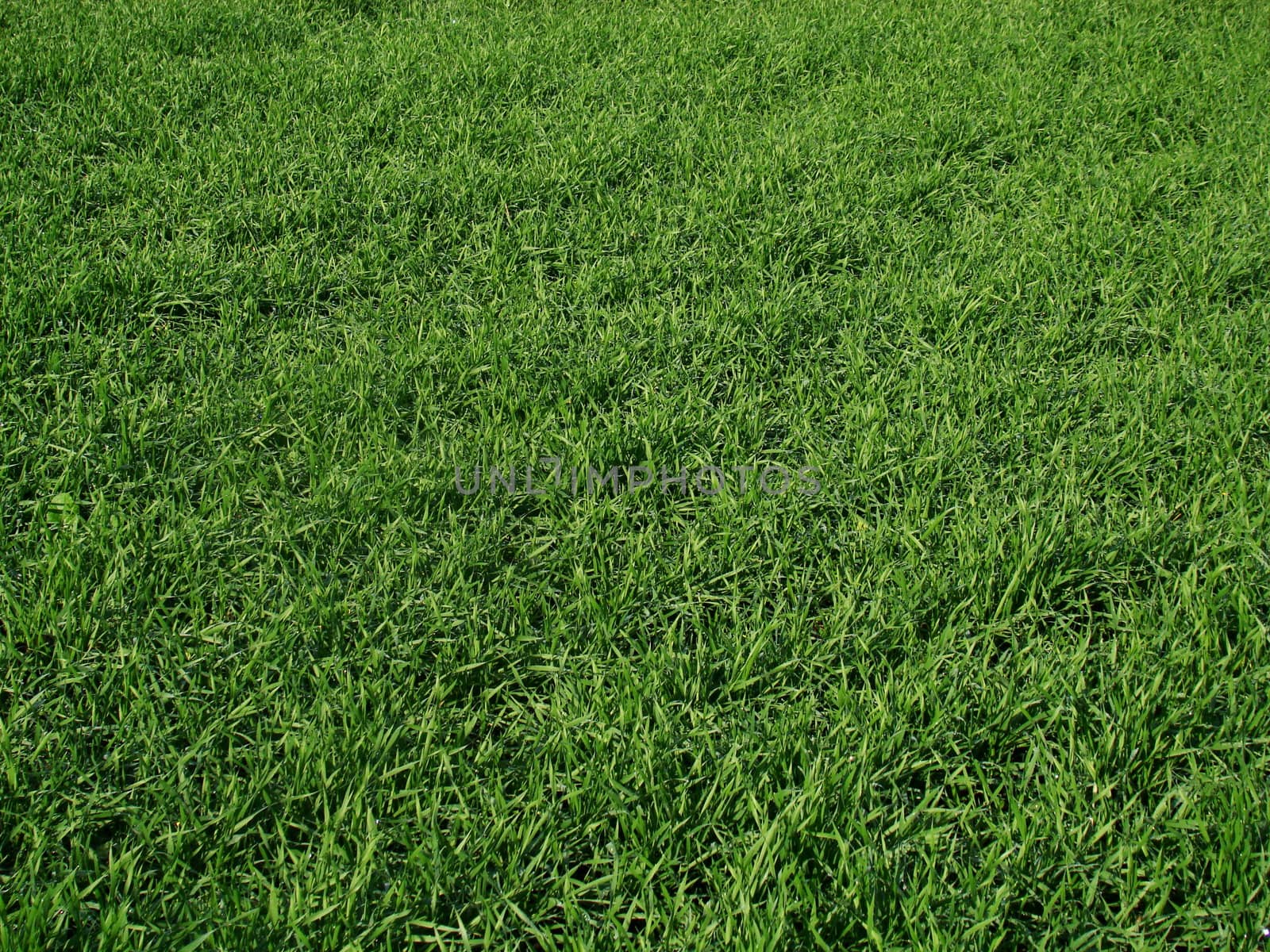 Green grass by karelindi
