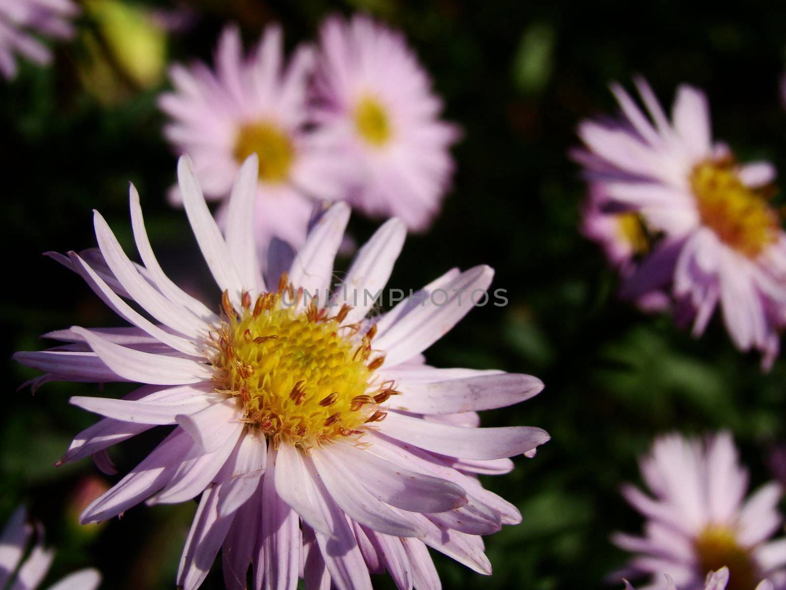 Pink asters - beautiful garden flowers