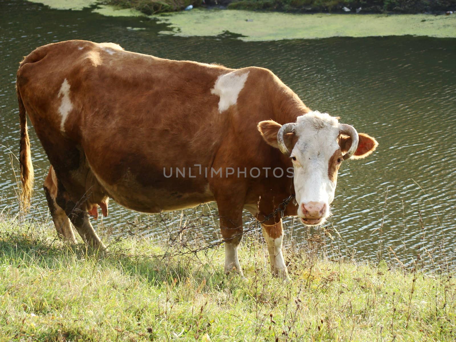 A  brown milk cow with a bright blue sky at the background