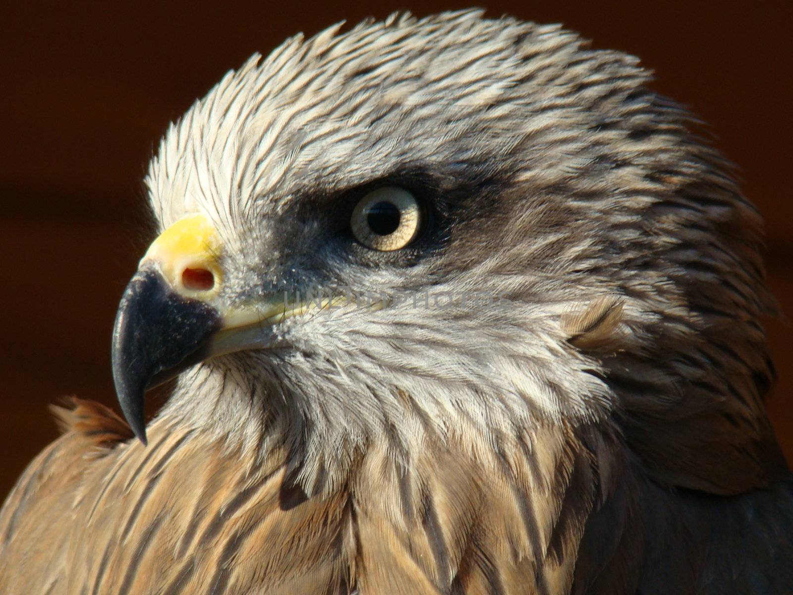 Head of a black kite