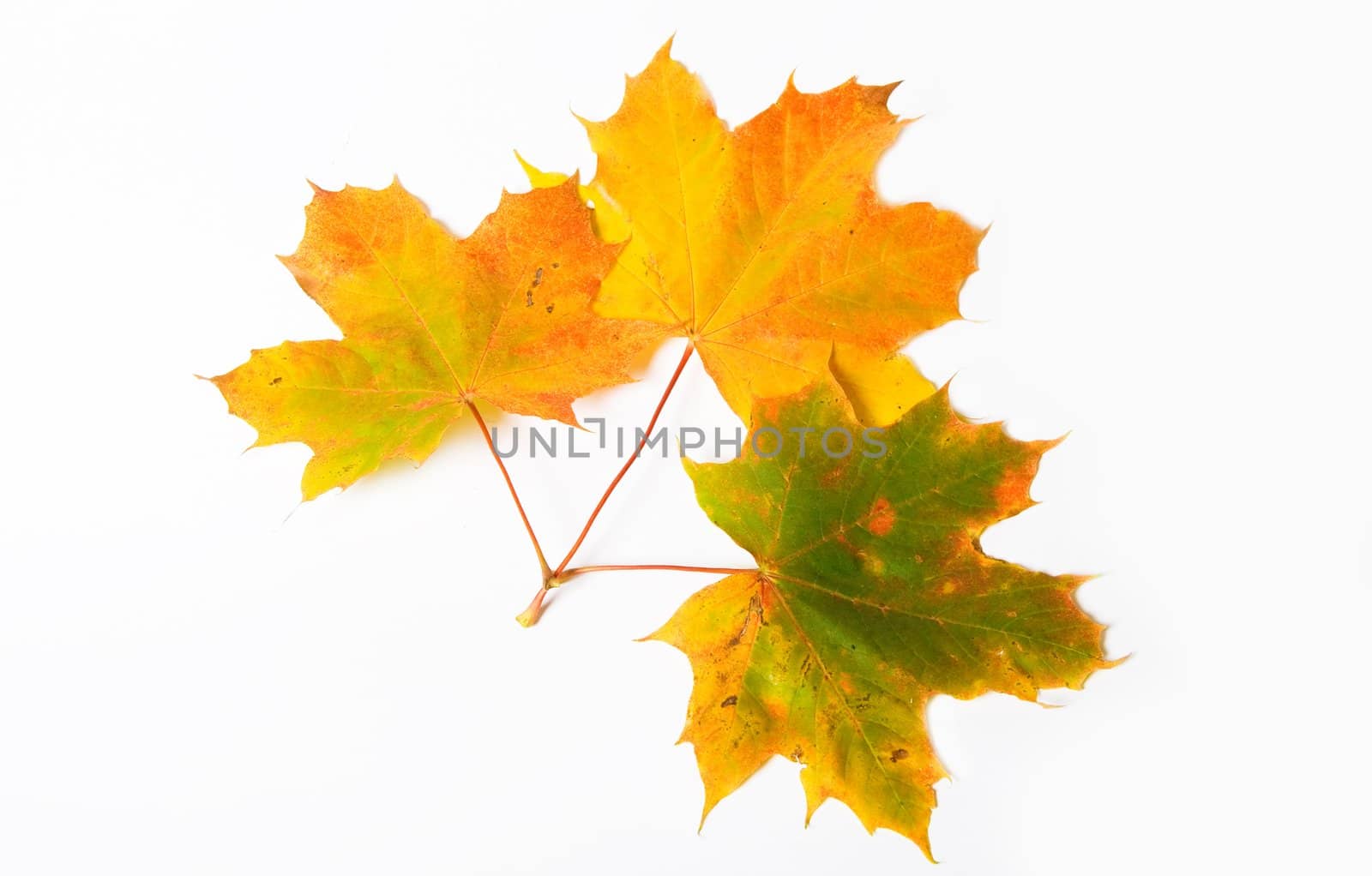 Autumn maple leave isolated on white background for design artworks 