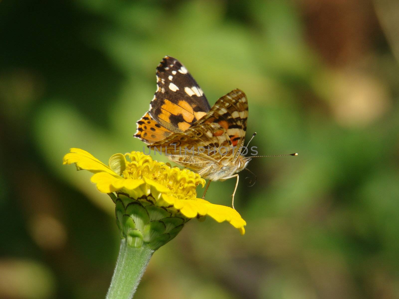 Butterfly (Painted Lady) on a yellow flower