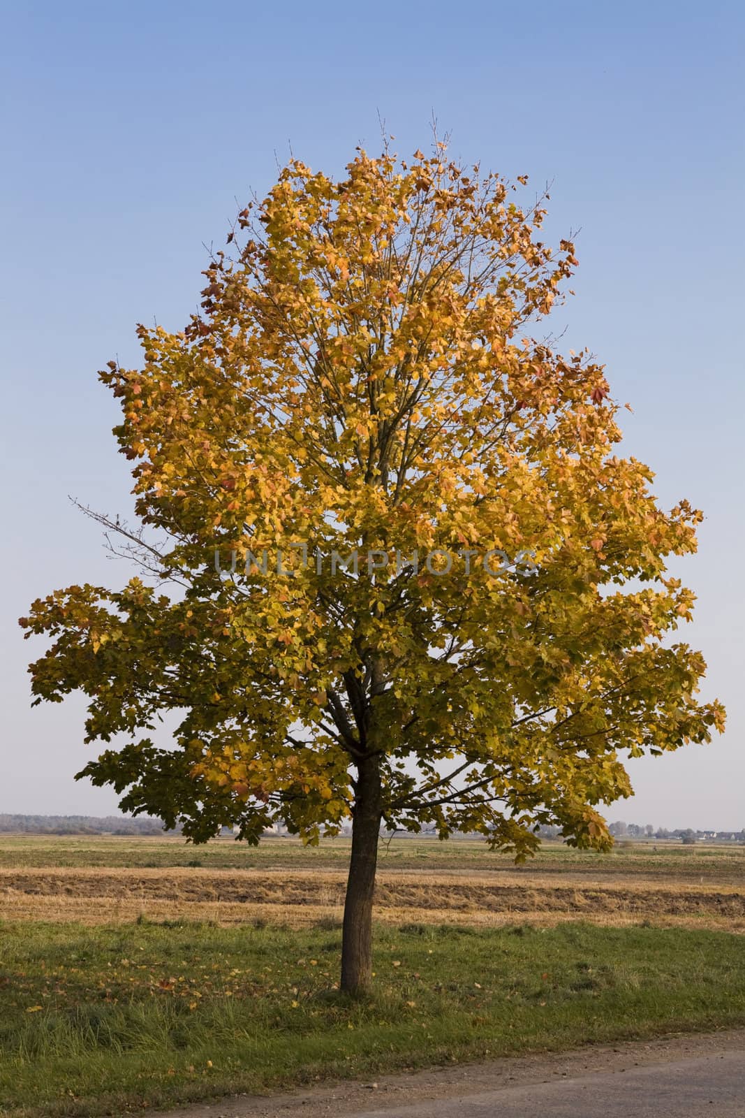 Autumn tree by Nikonas