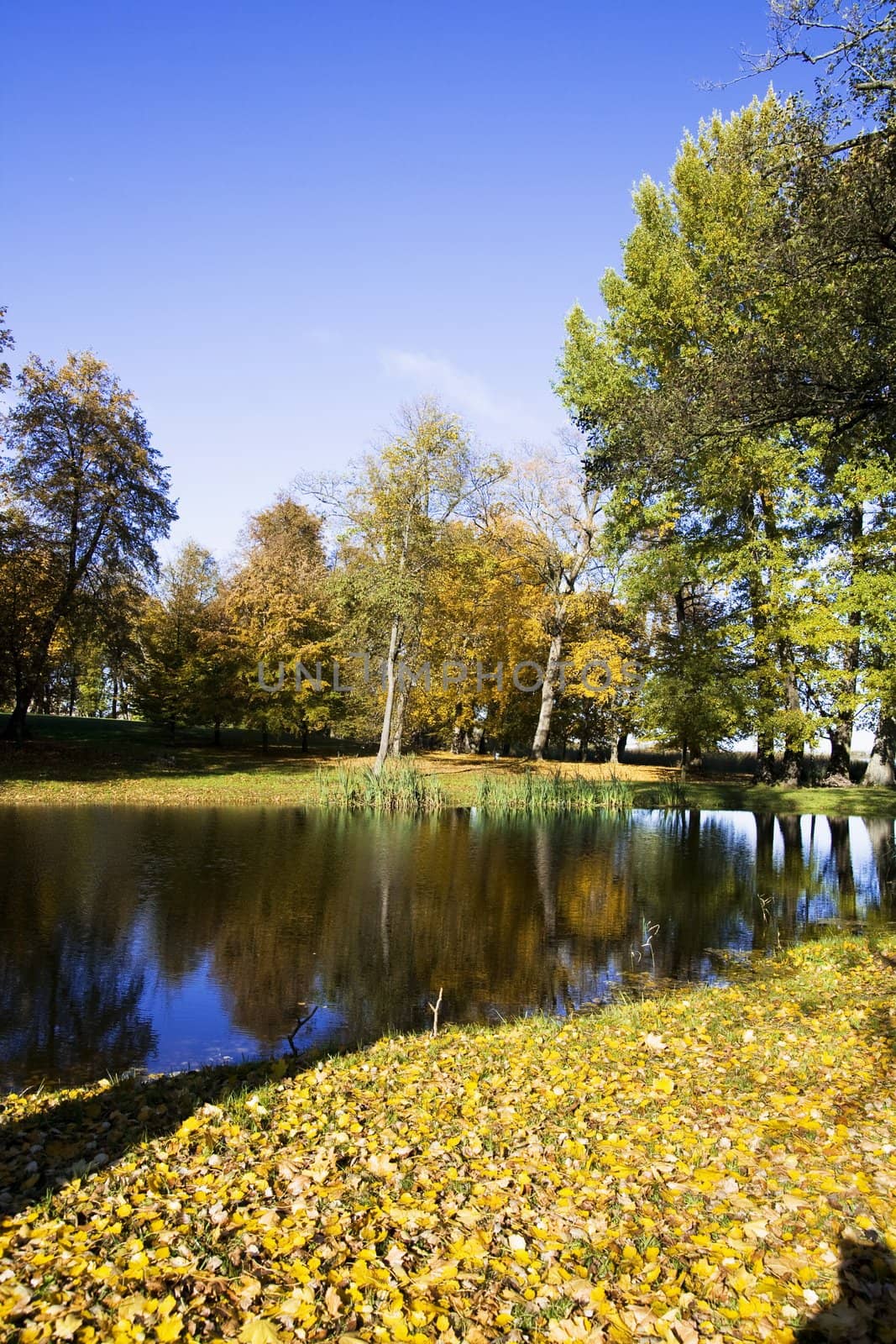 Fall colors in Paezeriai park. Lithuania