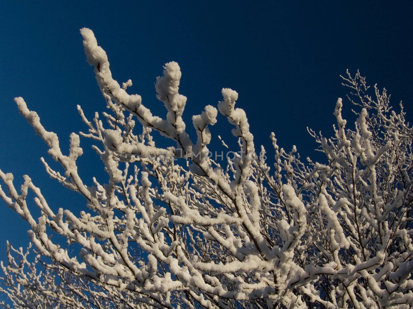 Some snow branches of trees in mountain.