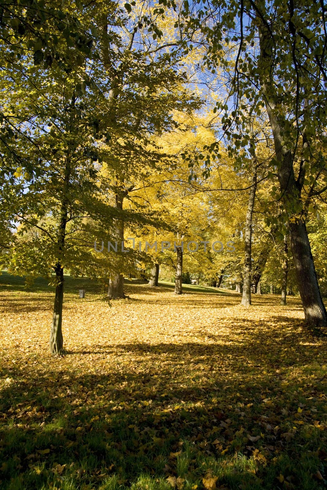 Fall colors in Paezeriai park. Lithuania