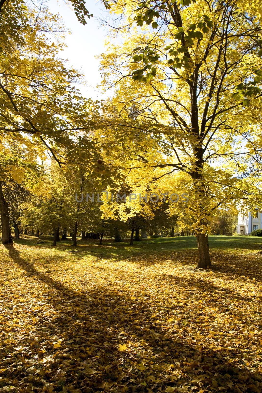 Fall colors in Paezeriai park. Lithuania