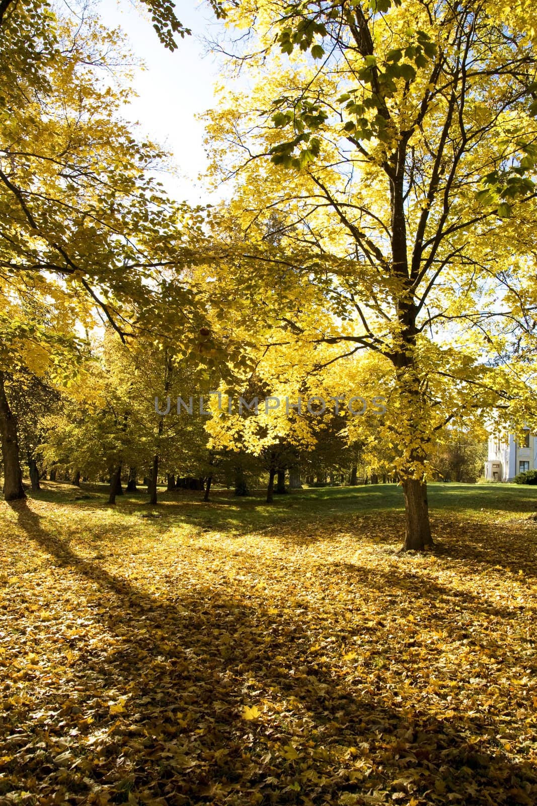 Fall colors by Nikonas