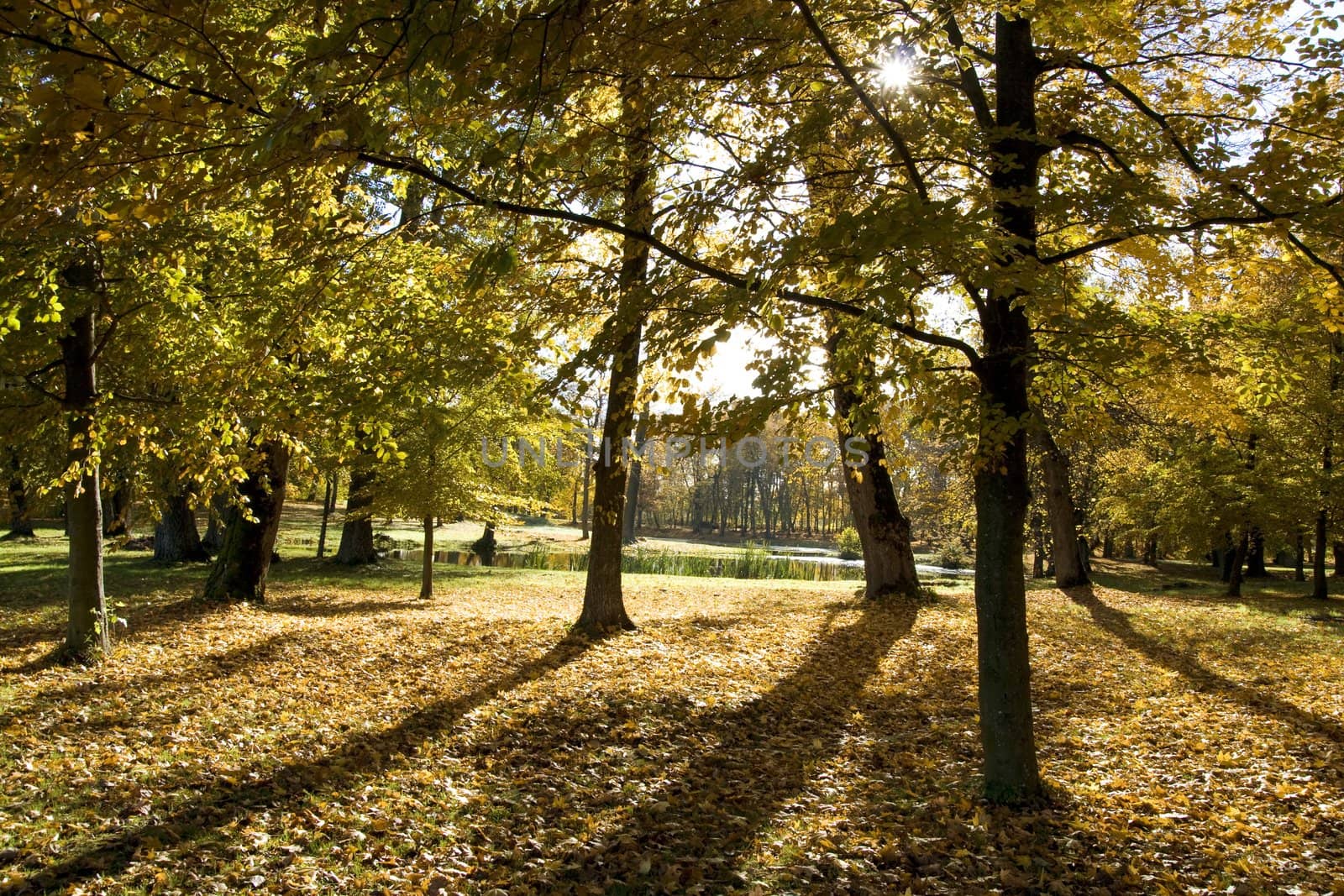 Fall colors in Paezeriai park. Lithuania