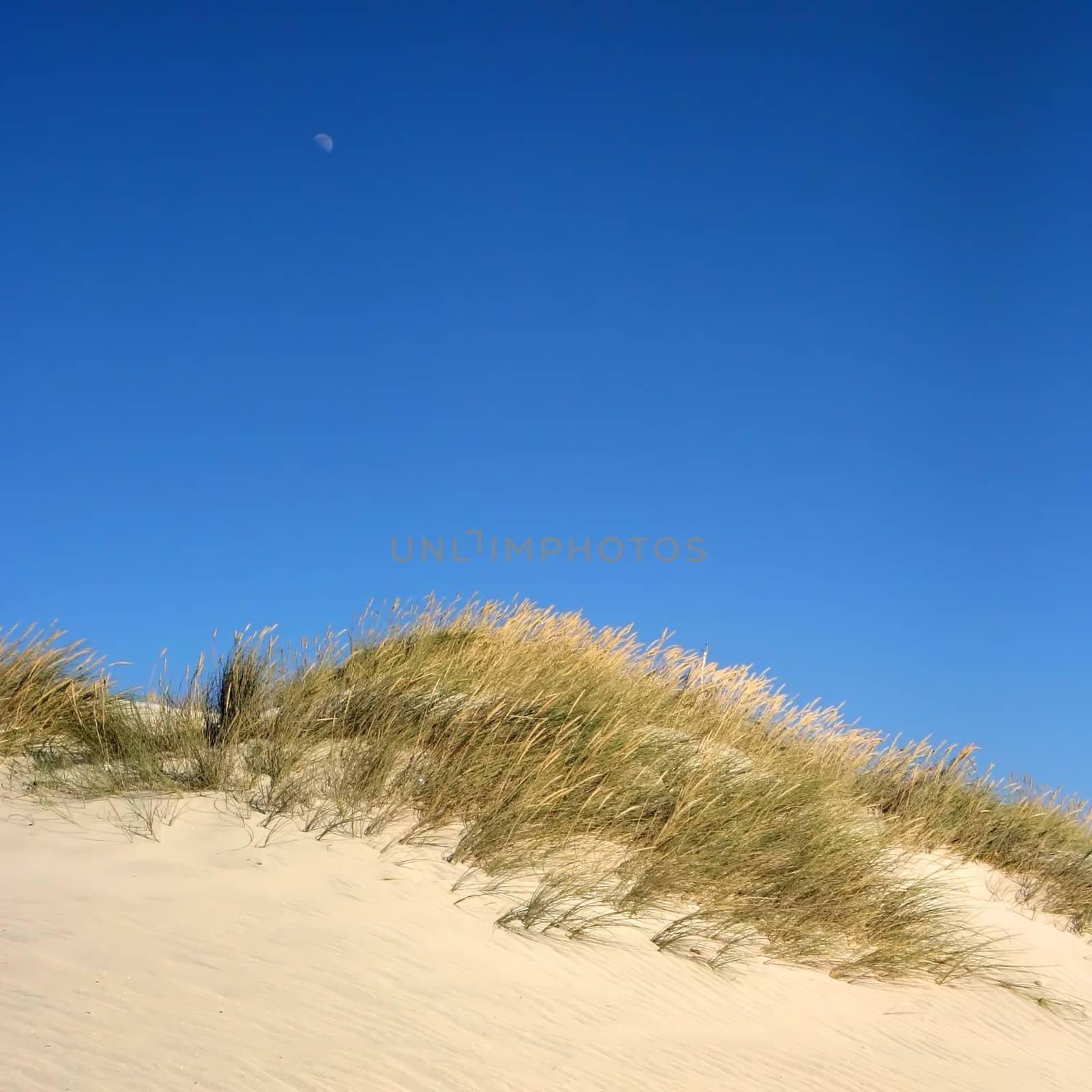 Dune with deep blue sky and the moon