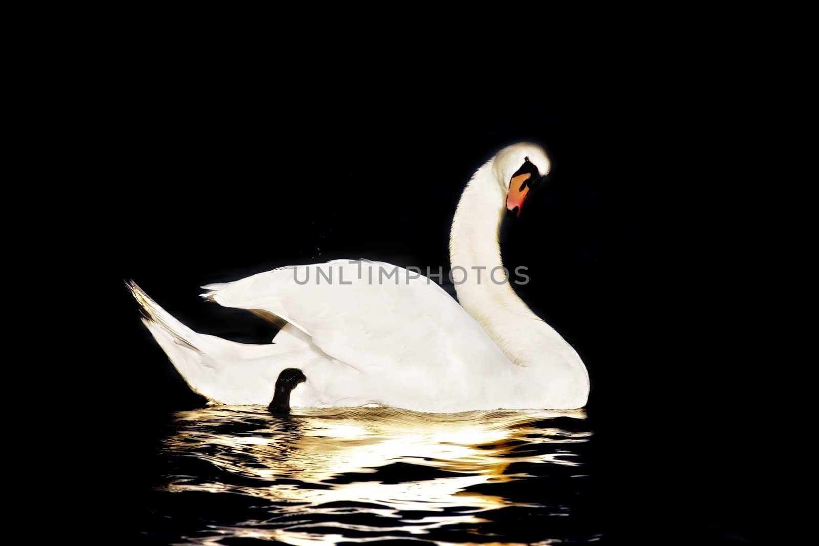 Swan in Black by ajn