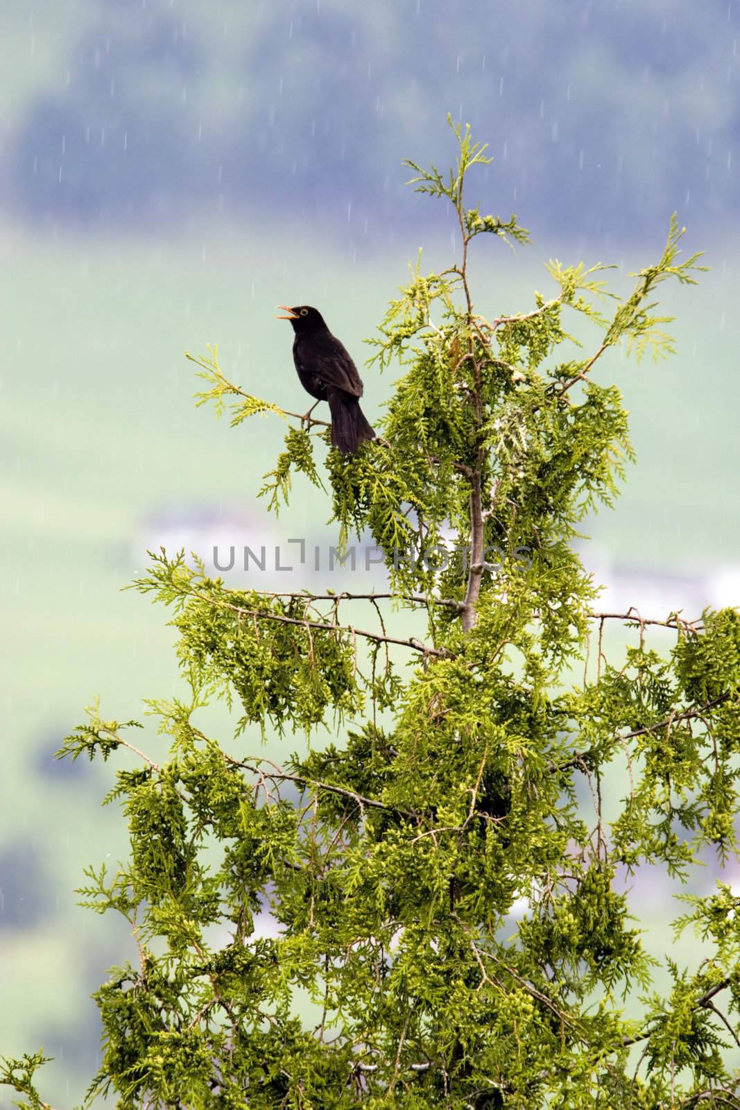 Bird singing on rainy day