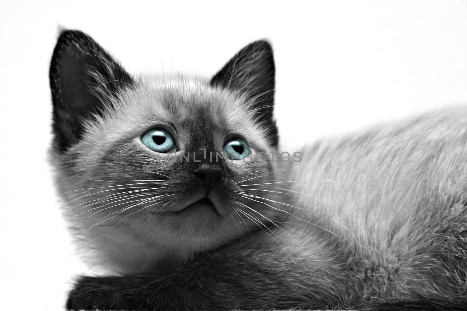 Kitten Close-up by ajn