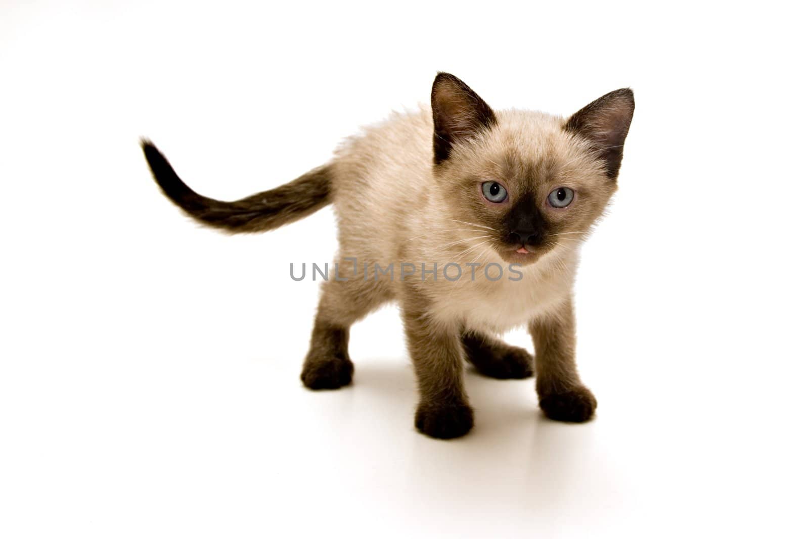 Small kitten on white background.