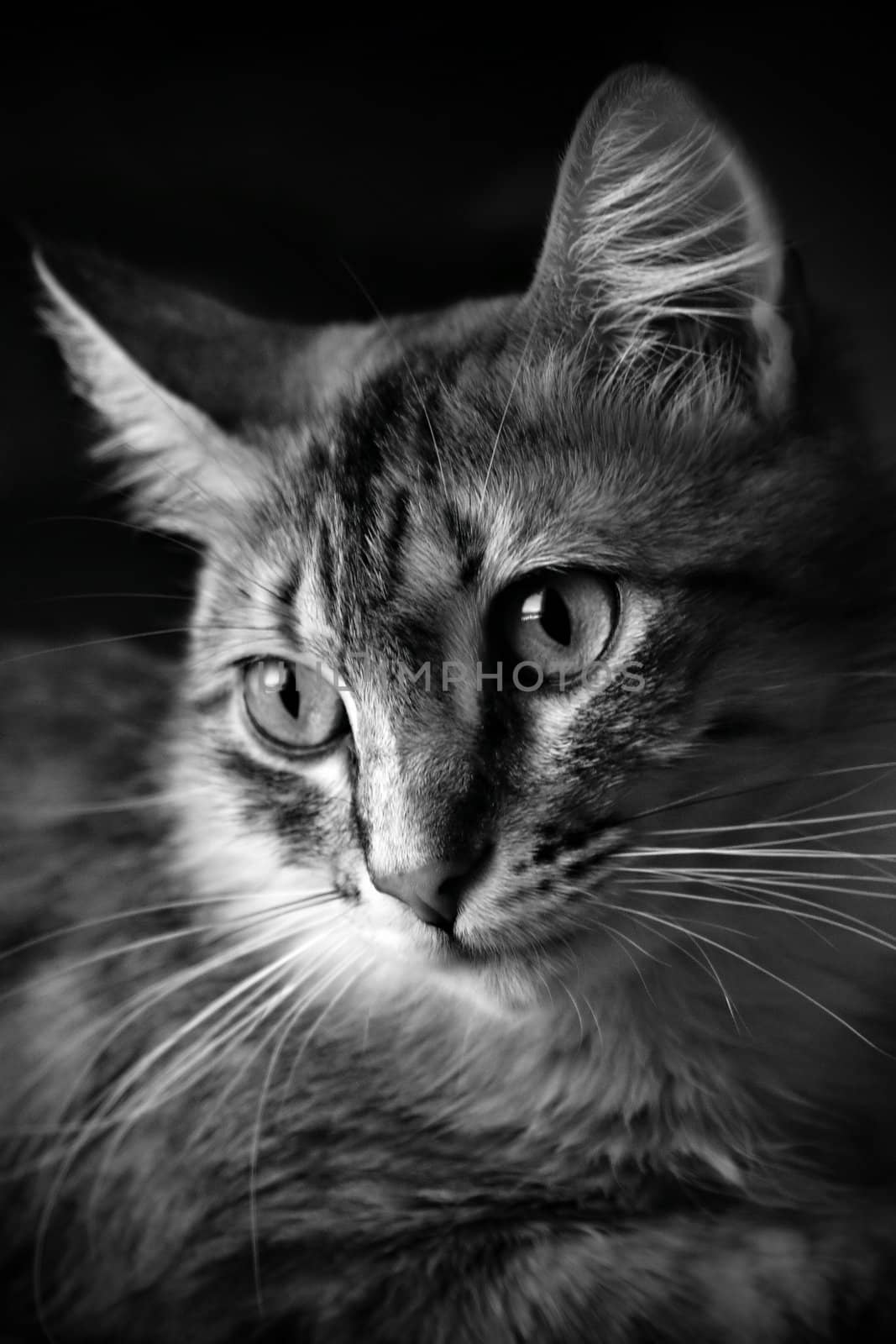 Black & White cat in black background