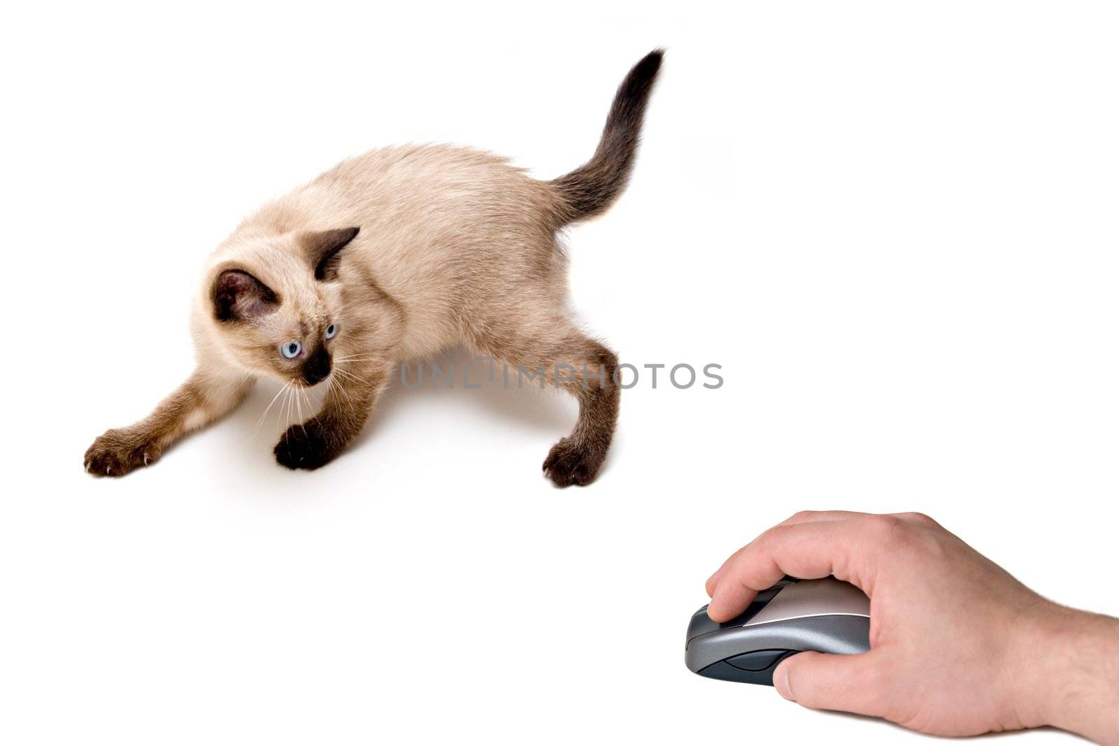 Baby siamese kitten, on a funny pose, playing and looking to computer mouse on hand.