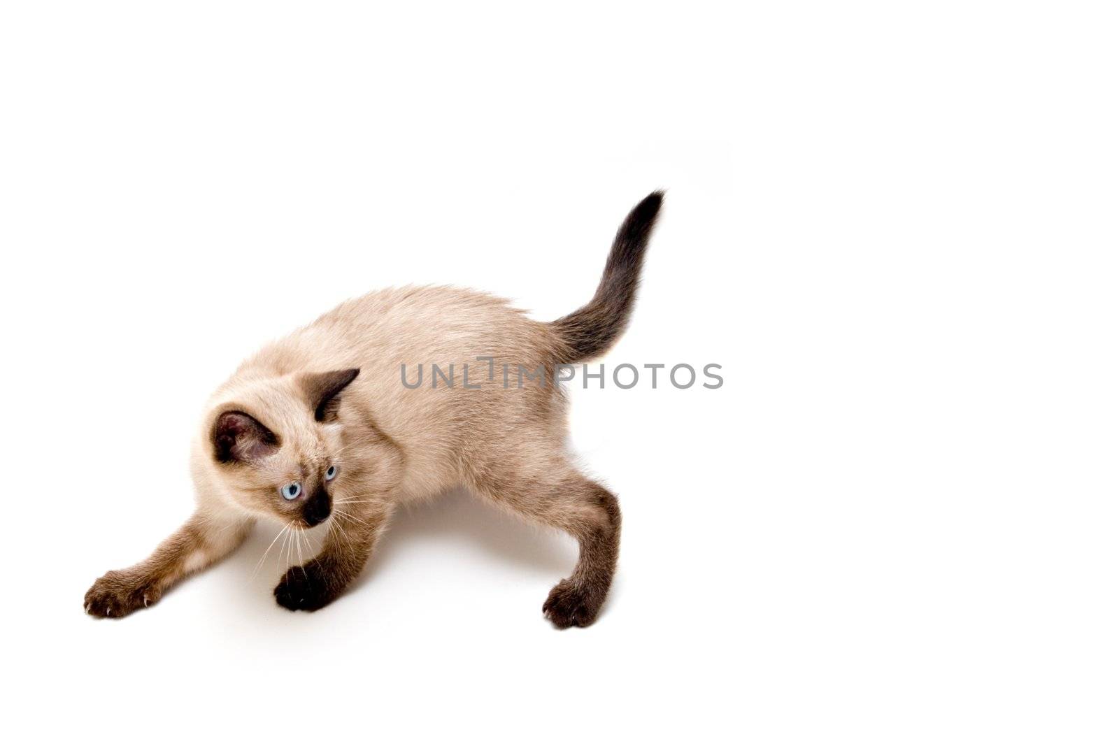 Baby siamese kitten, on a funny pose, playing.