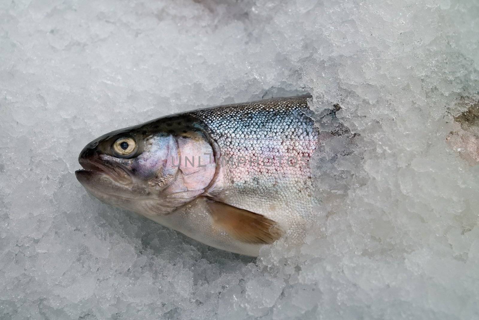 trout female by Fanfo
