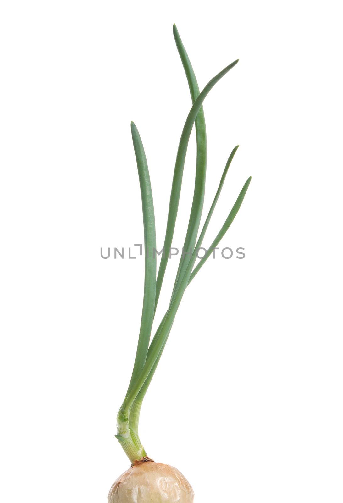 spring onion isolated on white background.Green onion