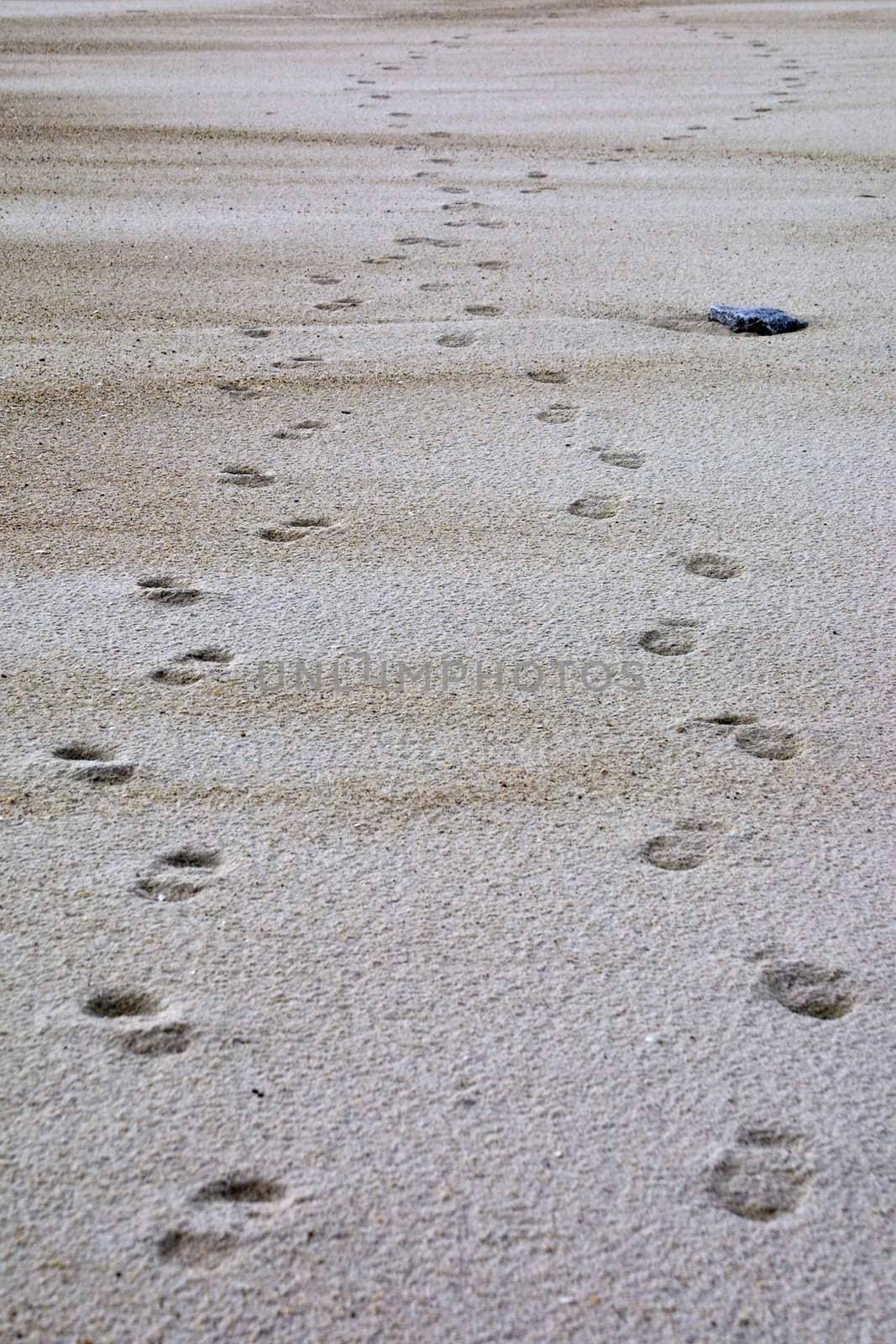 crossing footsteps in the sand at the beach