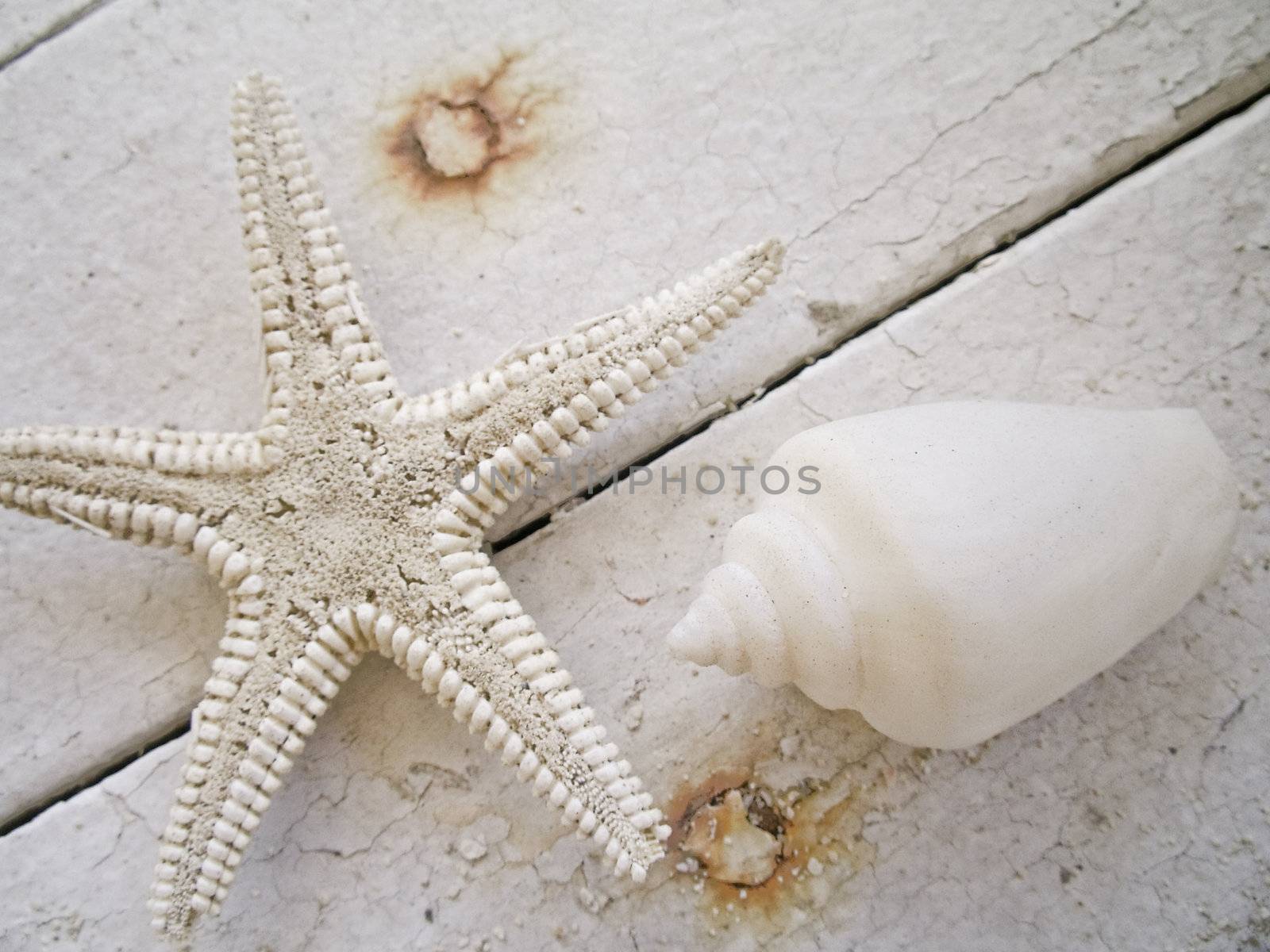 starfish and shell by cvail73