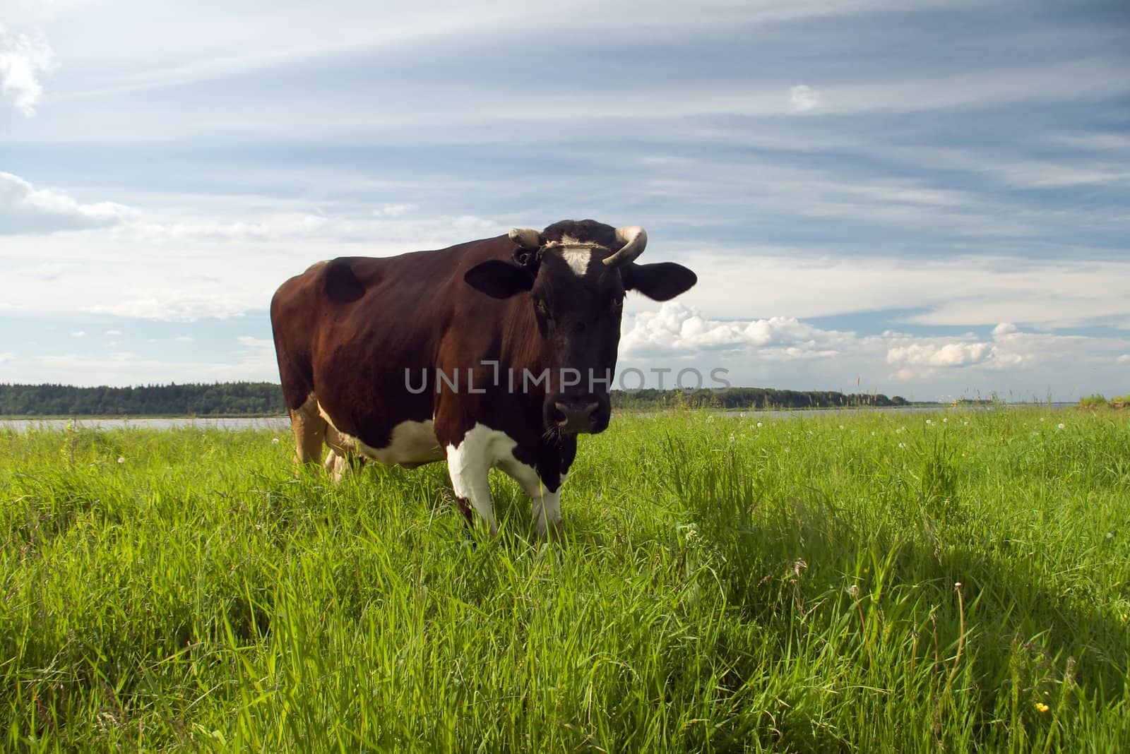 Cow on green pasture by Fanfo