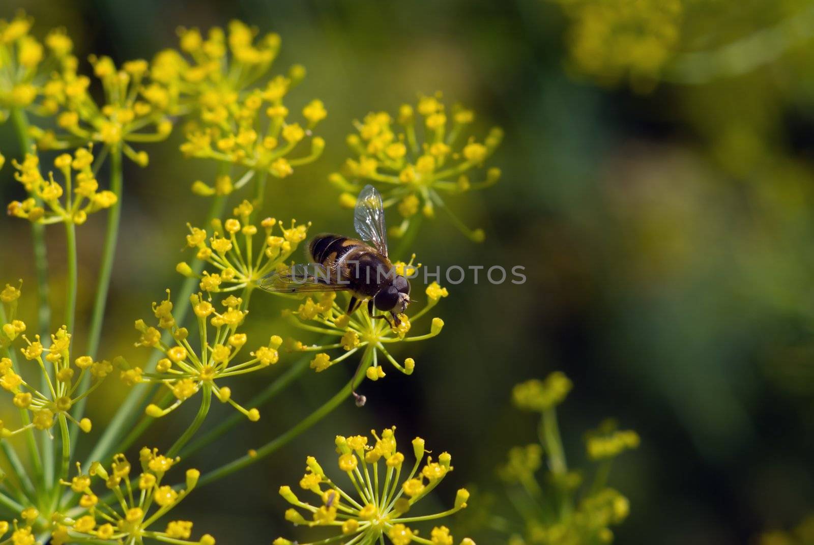 Fly sitting on flower of the dill , useful spice