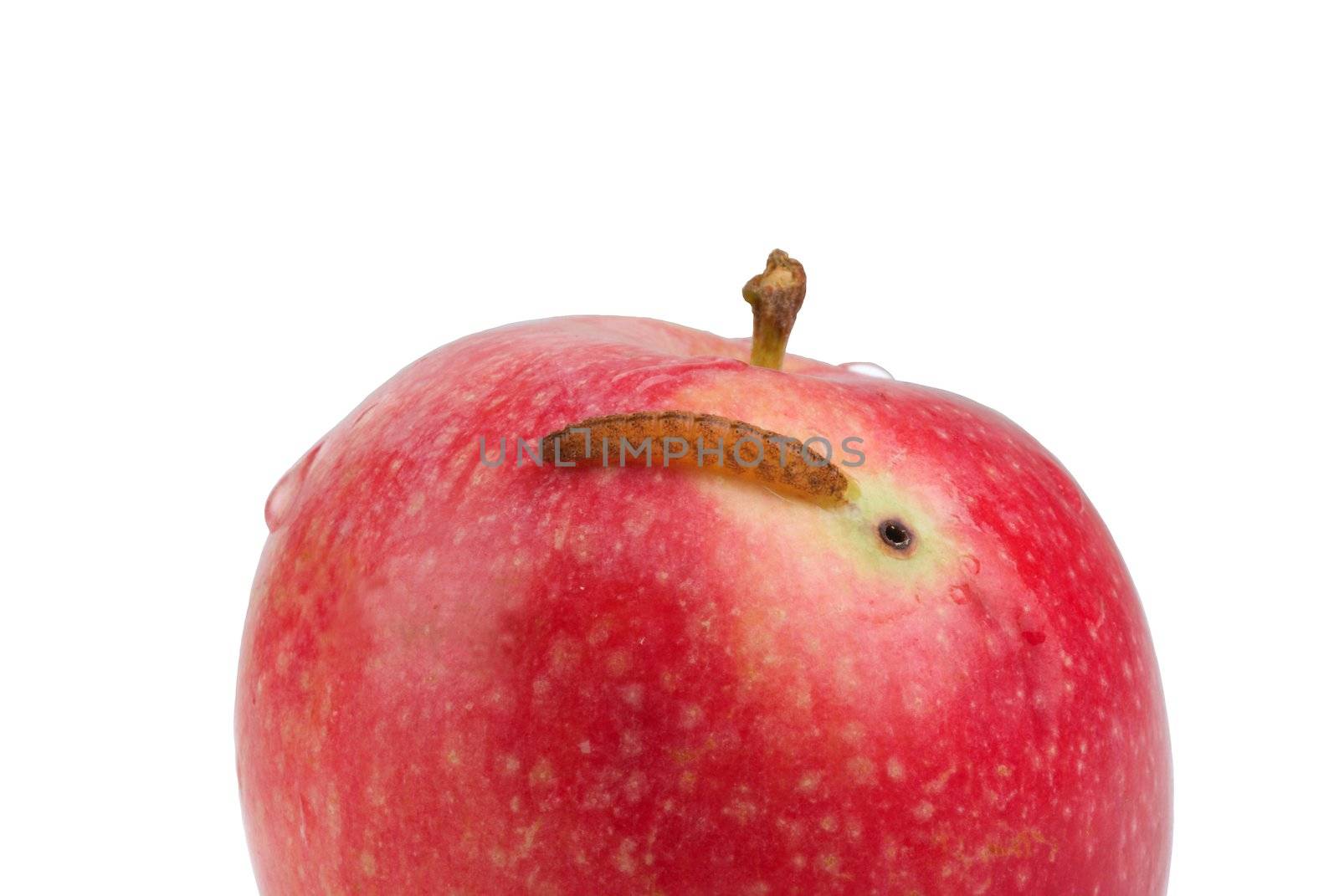 red juicy apple,spoiled agricultural vermin,worm