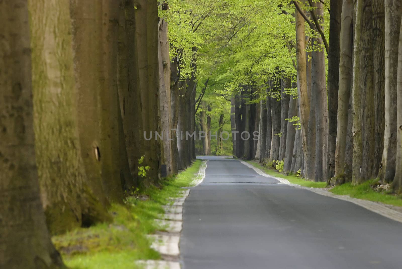 Forest Path by Gertje