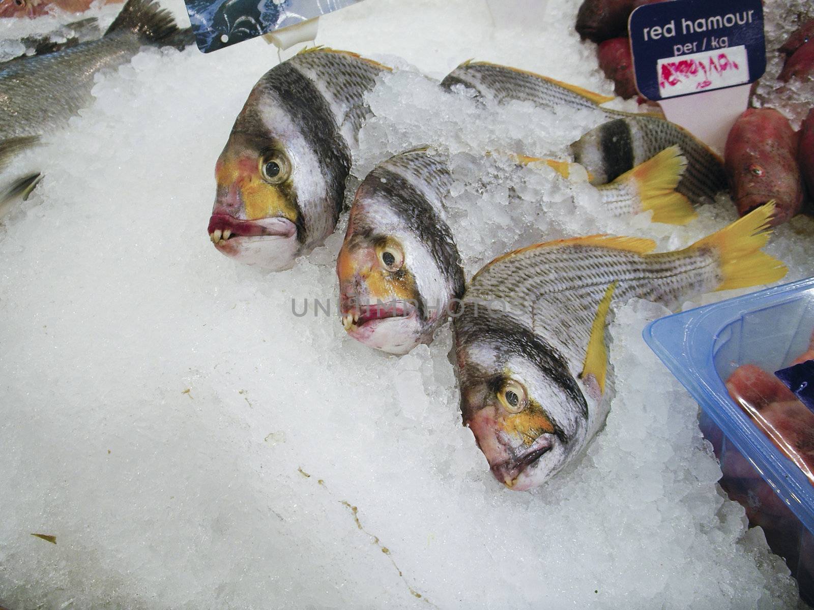 Hamour fish on ice in a supermarket in Dubai