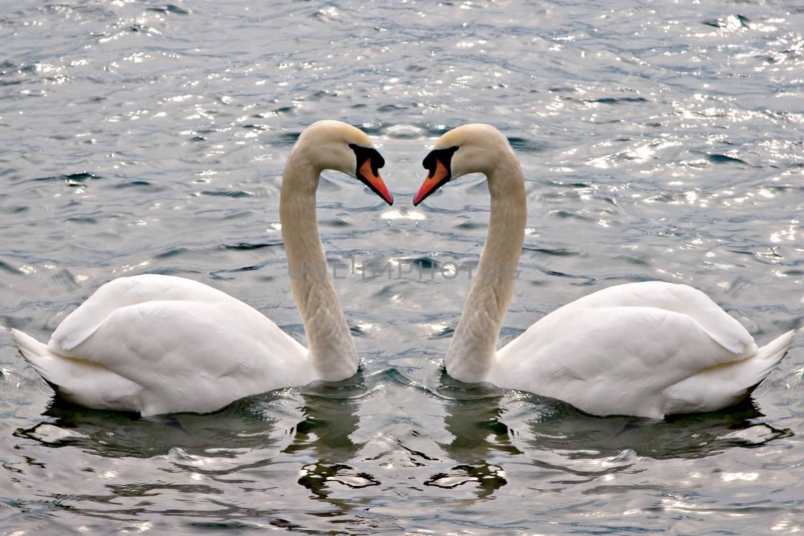 A couple of swans swimming. Concept: relationship / love.