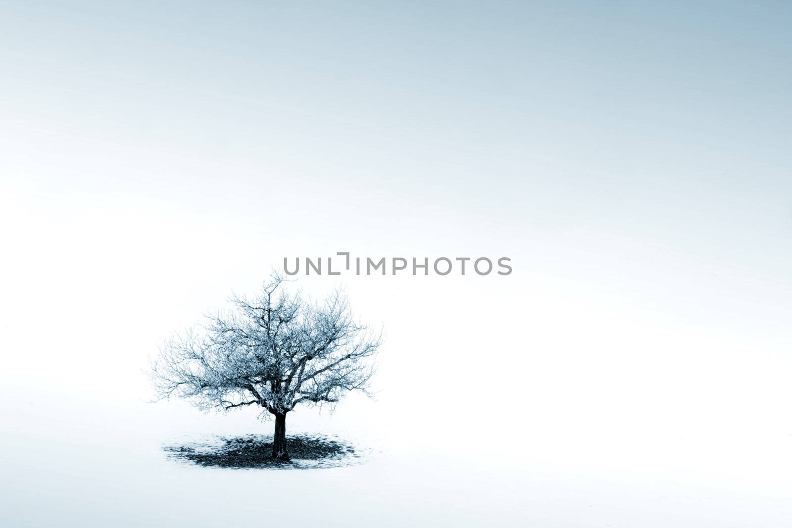 Lonely tree in winter scene