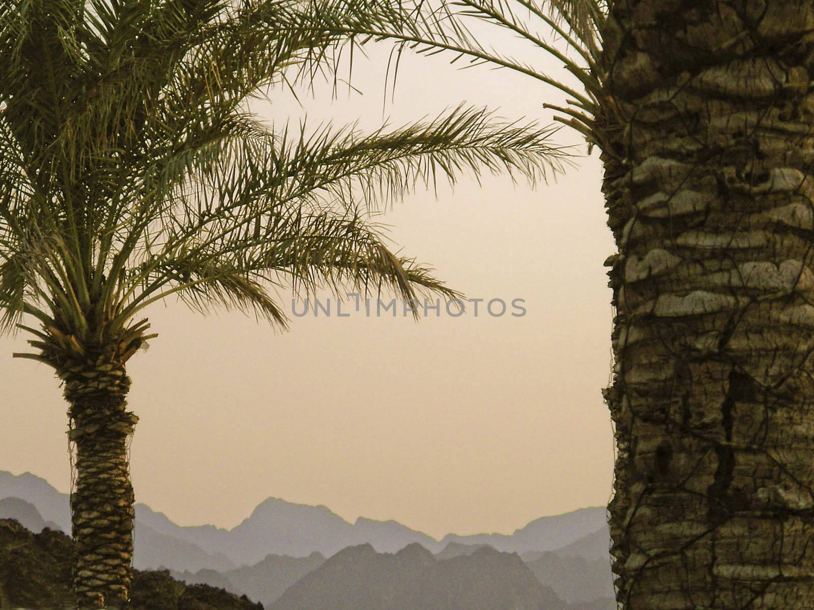 Palm trees at dusk by cvail73