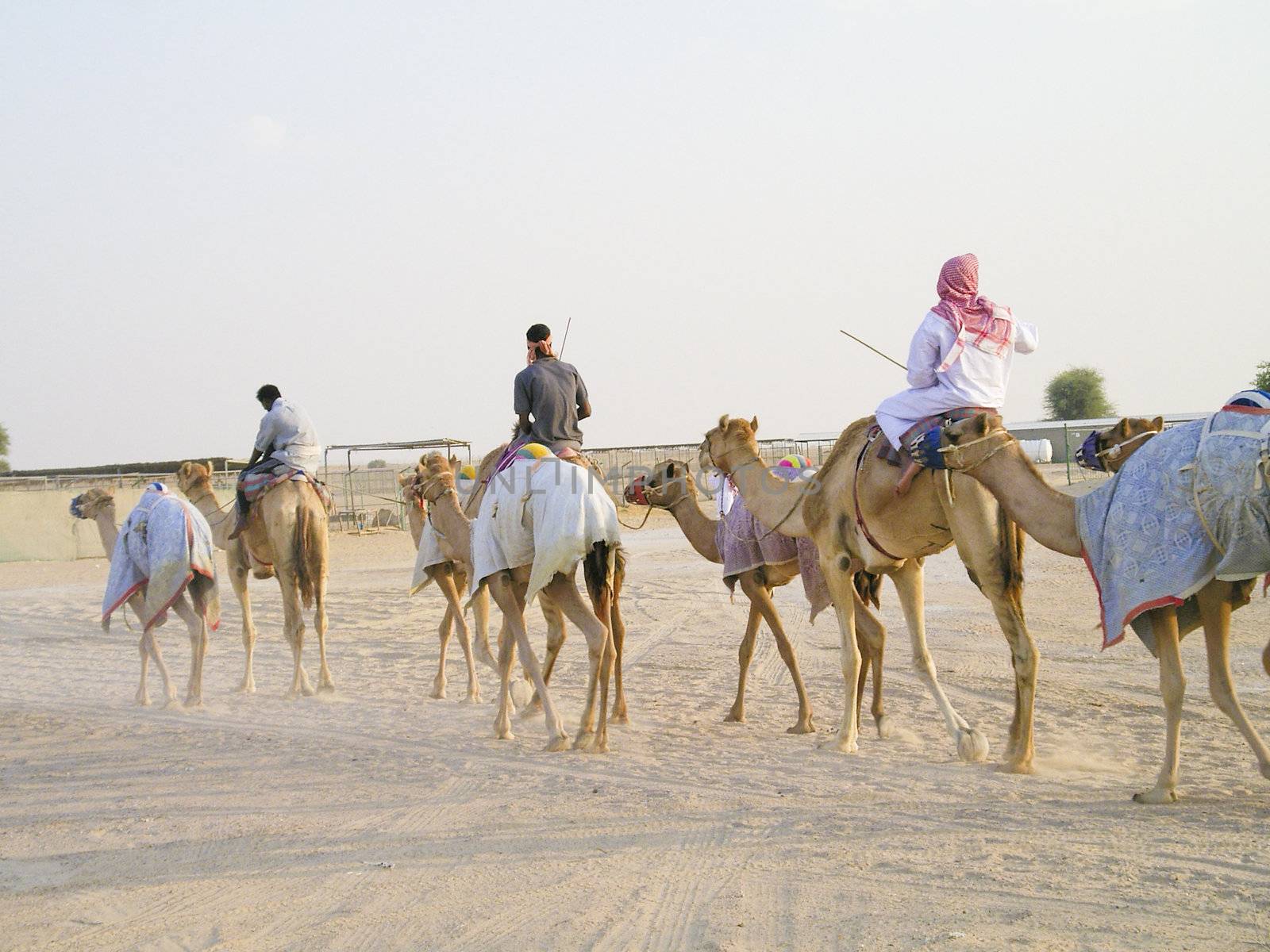 caravan of camels in the desert