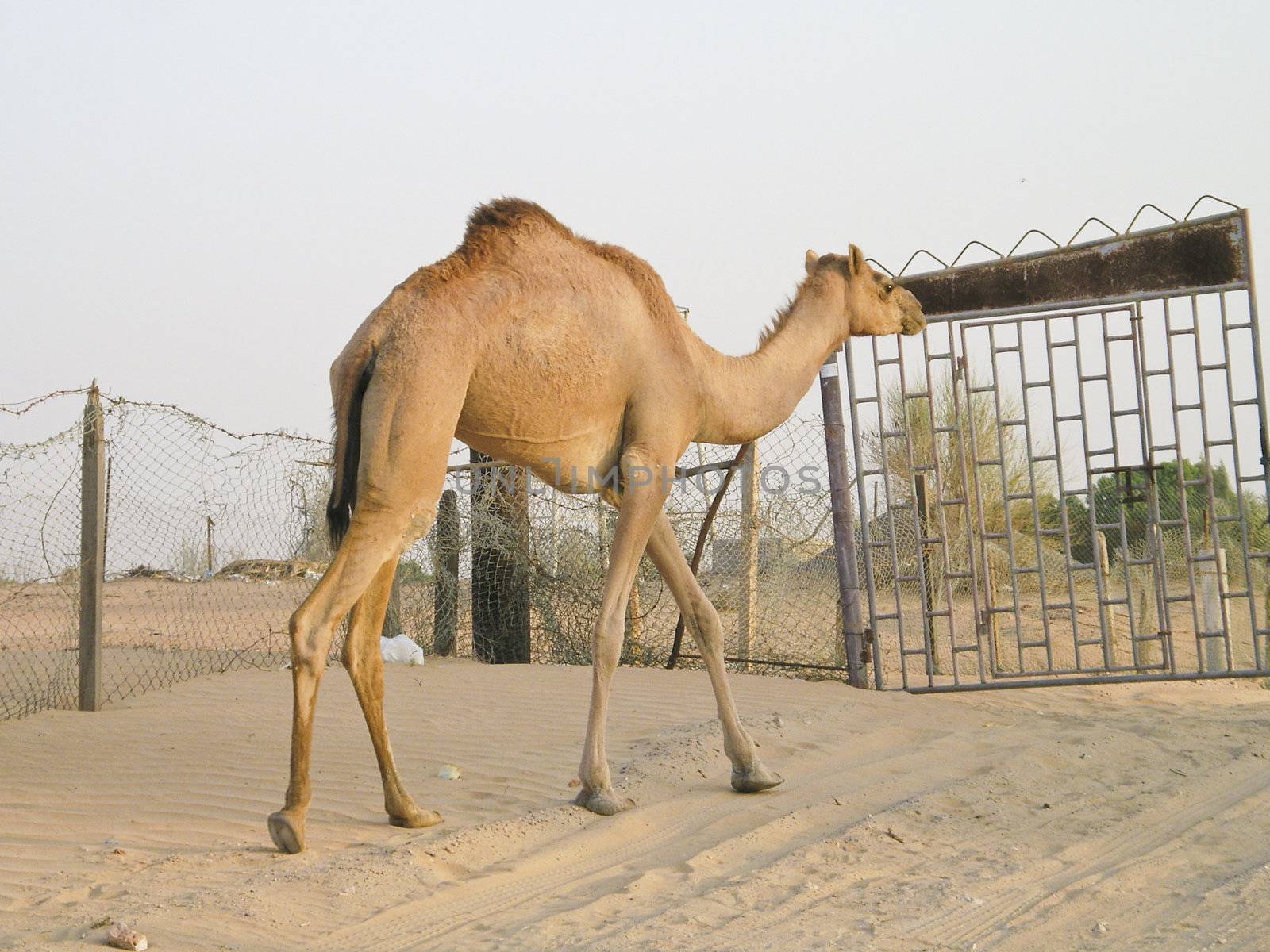 Camel fenced