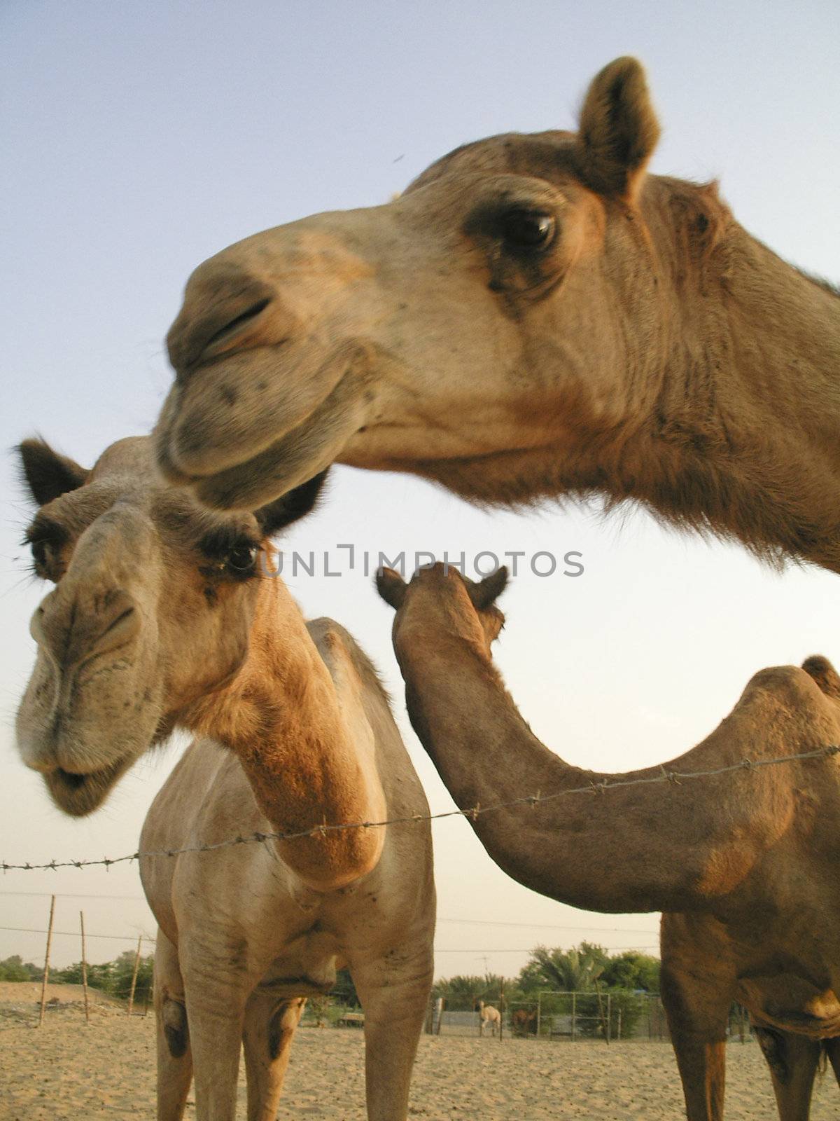 three posing camel heads