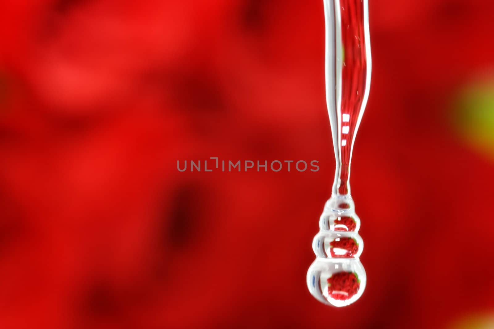 Roses reflected on water drop