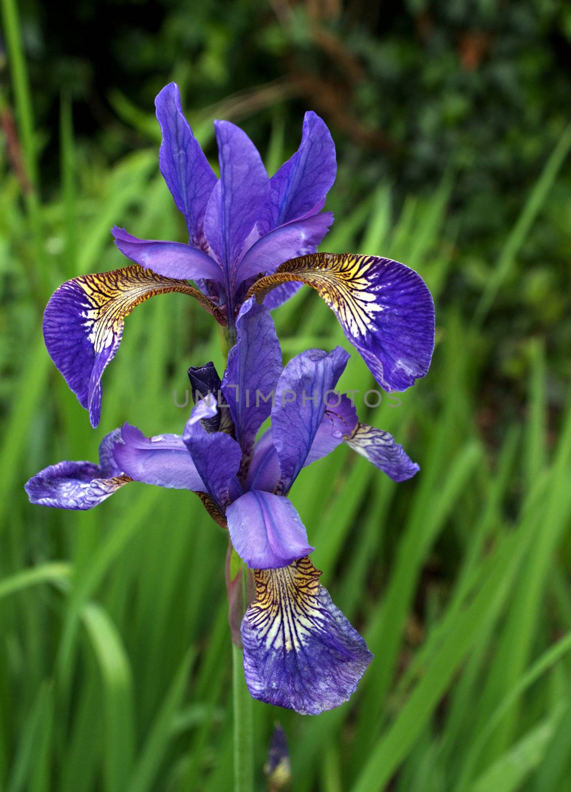 Flower head of the Blue Tiger  Iris